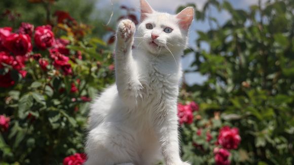 Esta lista vai mostrar exatamente todos os mitos e verdades sobre os gatos!