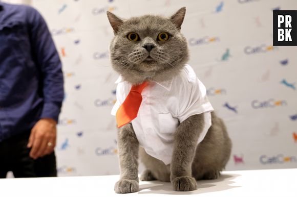 Que tal adotar um gatinho e se apaixonar?