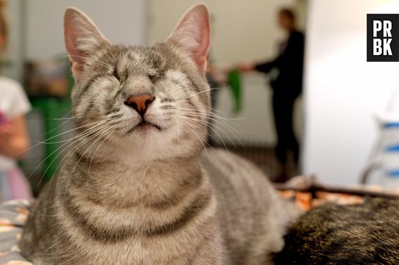 TODOS os gatos merecem uma chance e muito amor!