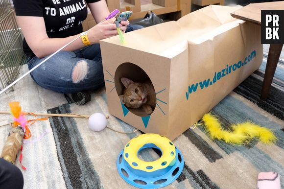 Nem tudo que falam sobre os gatos é verdade, viu?