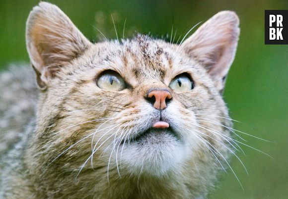 Gatos são sempre preguiçosos, mas se for algo exagerado, procure um veterinário