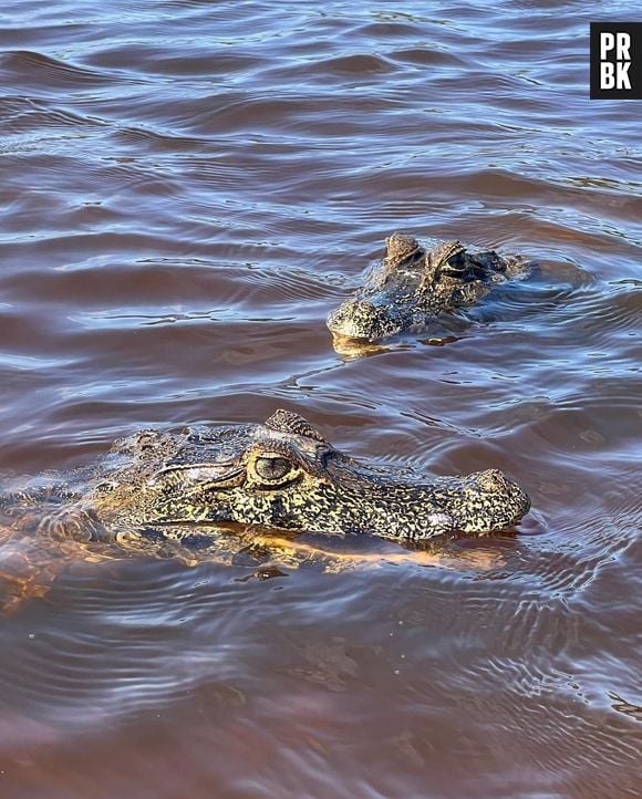 Bella Campos, a Muda de "Pantanal", sofreu mordida de Jacaré na perna enquanto gravava a novela