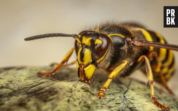 10 animais pequenos e fatais para o ser humano