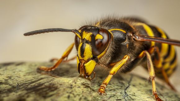 10 animais pequenos e fatais para o ser humano