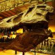 Tiranossauro Rex eram maiores do que todos imaginavam
