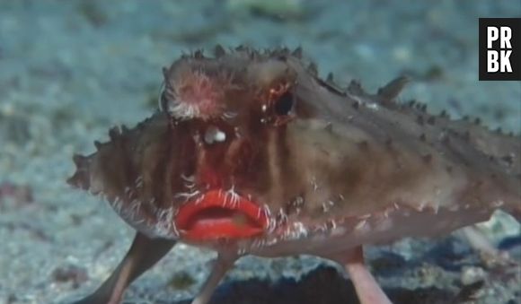 O Ogcocephalus darwini tem uma cara de mal encarado, né?