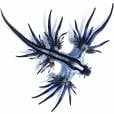  Glaucus atlanticus, tamb&eacute;m conhecido como, drag&atilde;o azul, tem essa apar&ecirc;ncia, mas mede apenas 3 cm 