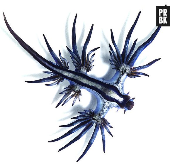 Glaucus atlanticus, também conhecido como, dragão azul, tem essa aparência, mas mede apenas 3 cm