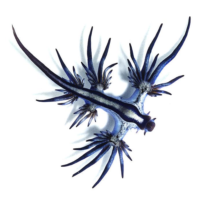  Glaucus atlanticus, tamb&amp;eacute;m conhecido como, drag&amp;atilde;o azul, tem essa apar&amp;ecirc;ncia, mas mede apenas 3 cm 