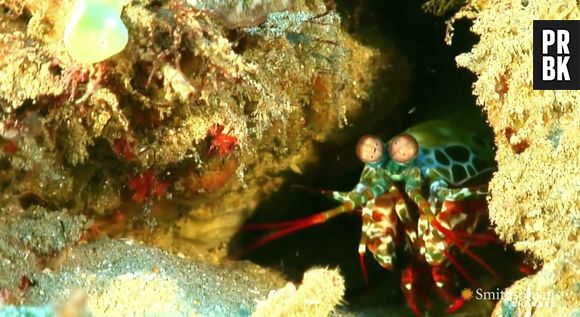 Tamarutaca é estranho mas tem um jeito engraçado!