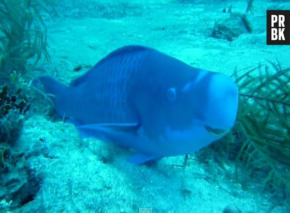 Será que o peixe-papagaio azul é tão engraçado quando a ave?