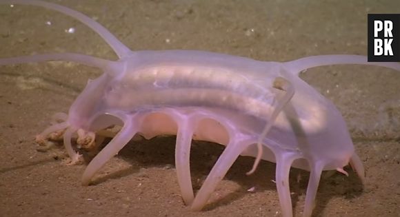 O porco marinho tem uma aparência bem melhor do que a dos porcos que estamos acostumados a ver, né?