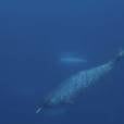  O narval &eacute; uma esp&eacute;cie de baleia e possui chifre! 