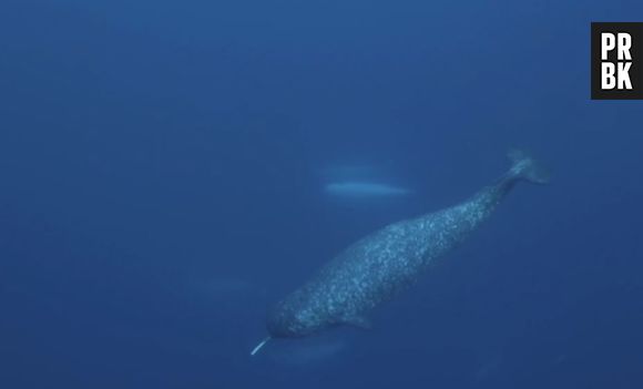 O narval é uma espécie de baleia e possui chifre!