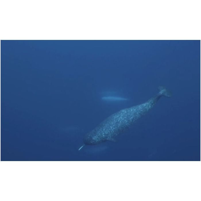  O narval &amp;eacute; uma esp&amp;eacute;cie de baleia e possui chifre! 