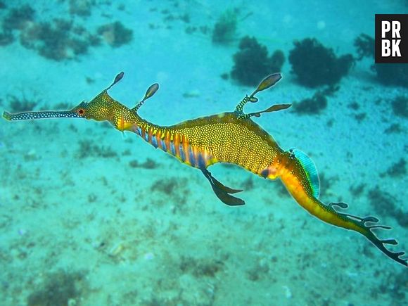 O dragão marinho é outro que pode ser confundido com outro pokémon!