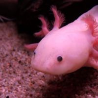 "Quem é esse Pokémon?" Os animais marinhos mais bizarros e que você provavelmente não conhecia!