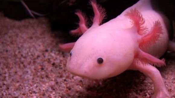 "Quem é esse Pokémon?" Os animais marinhos mais bizarros e que você provavelmente não conhecia!