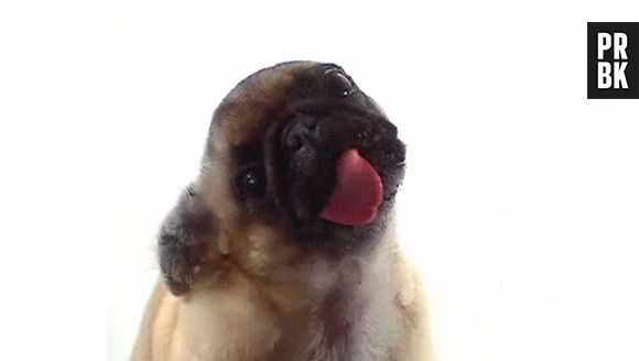 "Sanger" é... Ai meu Deus que coisa fofa! Mais linda do mundo!!