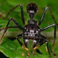 Quais são os 10 insetos mais perigosos do mundo? Porque tamanho não é documento!