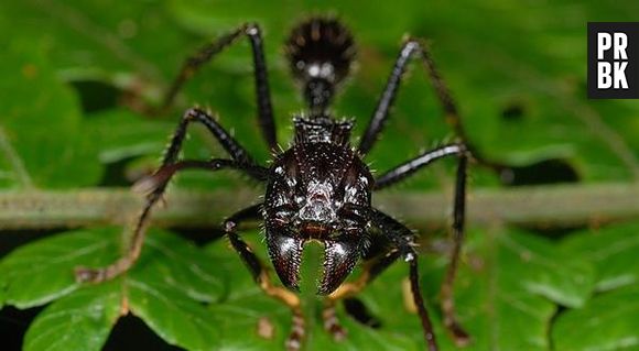 A picada da formiga-cabo-verde tem a mesma dor de uma bala perdida. Tenso!