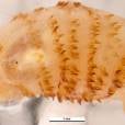  A oestridae &eacute; uma esp&eacute;cie de mosca, mas sua larva que &eacute; um verdadeiro parasita. Elas s&atilde;o capazes de penetrar a pele humana. 