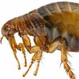  As pulgas s&atilde;o verdadeiros parasitas, elas sugam sangue dos corpos de humanos, p&aacute;ssaros, r&eacute;pteis, animais dom&eacute;sticos e selvagens. Ou seja, todo mundo! 