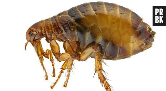 As pulgas são verdadeiros parasitas, elas sugam sangue dos corpos de humanos, pássaros, répteis, animais domésticos e selvagens. Ou seja, todo mundo!