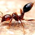  H&aacute; muitos tipos de formigas, a dor da picada da formiga-lava-p&eacute;s pode durar semanas! 