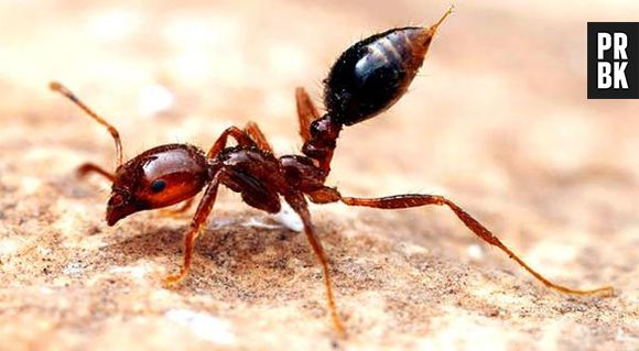 Há muitos tipos de formigas, a dor da picada da formiga-lava-pés pode durar semanas!