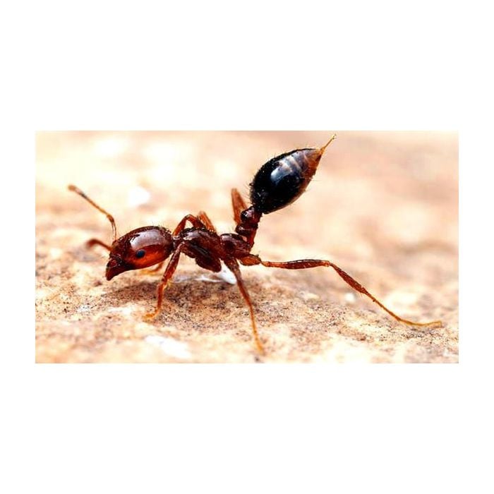  H&amp;aacute; muitos tipos de formigas, a dor da picada da formiga-lava-p&amp;eacute;s pode durar semanas! 