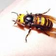  A vespa japonesa gigante &eacute; o maior inseto do mundo. O seu veneno gera rea&ccedil;&atilde;o al&eacute;rgica e dissolve os tecidos em pouco tempo. 