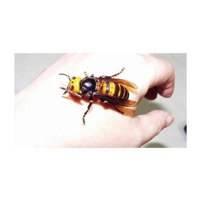  A vespa japonesa gigante &amp;eacute; o maior inseto do mundo. O seu veneno gera rea&amp;ccedil;&amp;atilde;o al&amp;eacute;rgica e dissolve os tecidos em pouco tempo. 