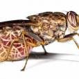 A mosca Tsetse tem a picada mais mortal. Cerca de meio milh&atilde;o de pessoas j&aacute; morreram na &Aacute;frica por conta deste inseto 