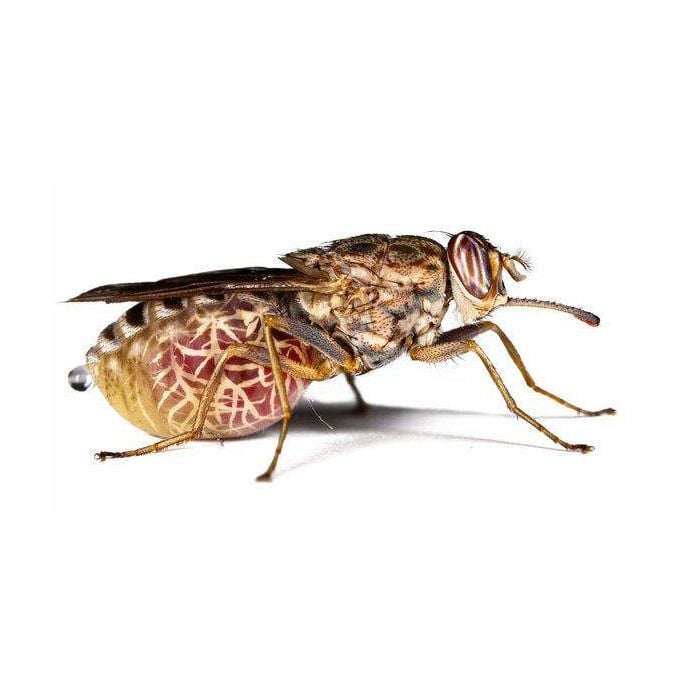  A mosca Tsetse tem a picada mais mortal. Cerca de meio milh&amp;atilde;o de pessoas j&amp;aacute; morreram na &amp;Aacute;frica por conta deste inseto 