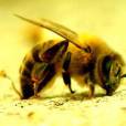  As abelhas assassinas costumam atacar sempre o rosto e os olhos de humanos 