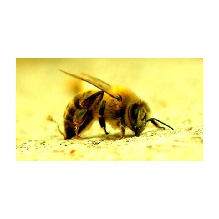  As abelhas assassinas costumam atacar sempre o rosto e os olhos de humanos 
