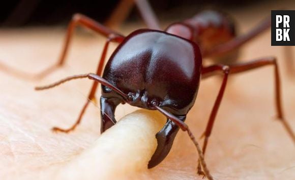 As dorylus vivem em colônias de até 22 milhões de membros. Essas formigas atacam em grupo e podem acabar com qualquer tipo de animal 