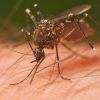 Existem várias espécies de mosquitos. Os que transportam a malária, podem causar 1 milhão de mortes a cada ano