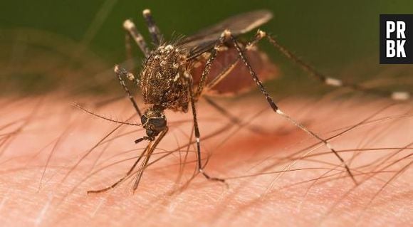 Existem várias espécies de mosquitos. Os que transportam a malária, podem causar 1 milhão de mortes a cada ano