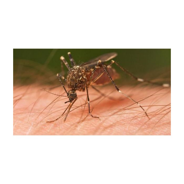  Existem v&amp;aacute;rias esp&amp;eacute;cies de mosquitos. Os que transportam a mal&amp;aacute;ria, podem causar 1 milh&amp;atilde;o de mortes a cada ano 
