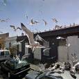  Algo assustou as aves. Ser&aacute; que foi o carro do Google Street View? 
