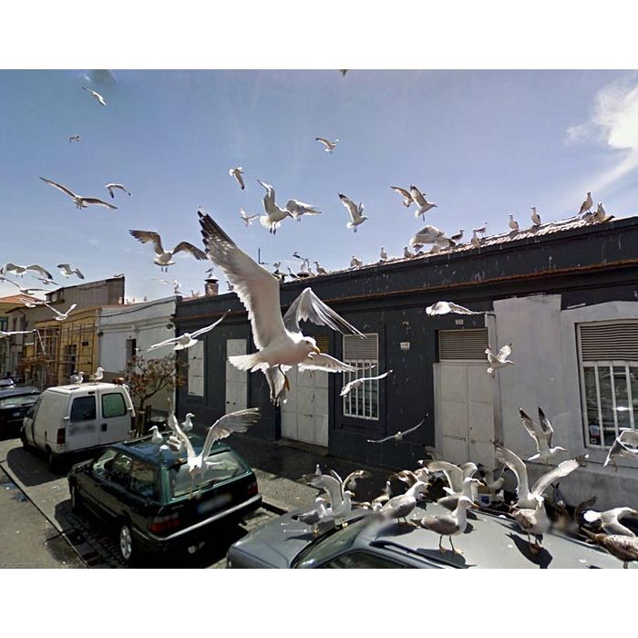  Algo assustou as aves. Ser&amp;aacute; que foi o carro do Google Street View? 