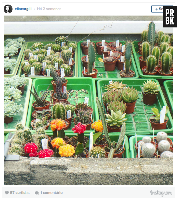 As plantas de estimação não custam caro ou também podem ser adotadas, se você quiser