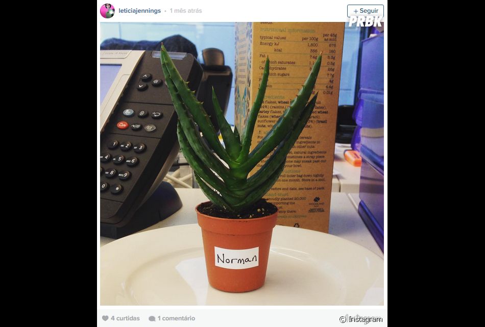 Voce Tambem Pode Escolher Um Nome Super Legal Para A Sua Planta De Estimacao Purebreak