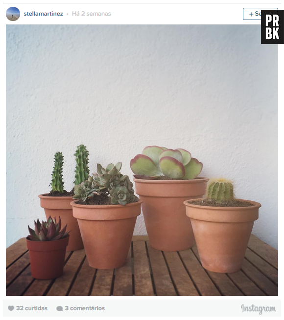 Uma das melhores coisas de se ter uma planta de estimação é que elas não sujam, não fazem bagunça e ainda comem e se lavam sozinhas