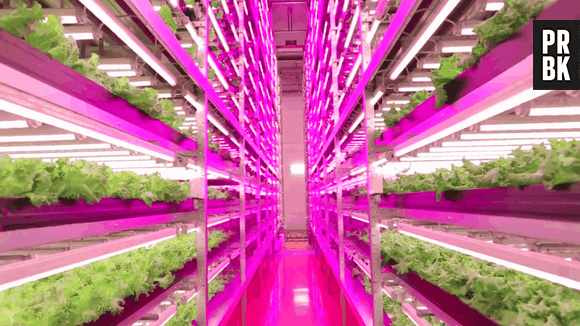 Criação de plantas do futuro será uma fábrica de vegetais controlada por robôs