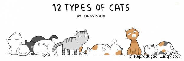 Veja com o Purebreak os 12 tipos de gatos que existem!