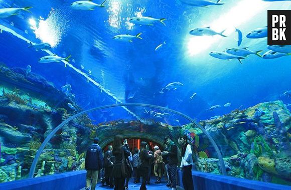 Aquarium of Western Australia é o maior aquário da Austrália e é bastante conhecido por esse túnel subterrâneo