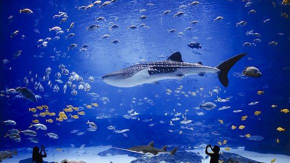 Aquários mais incríveis do mundo: Brasil, Estados Unidos, Japão e outros países que arrasam!